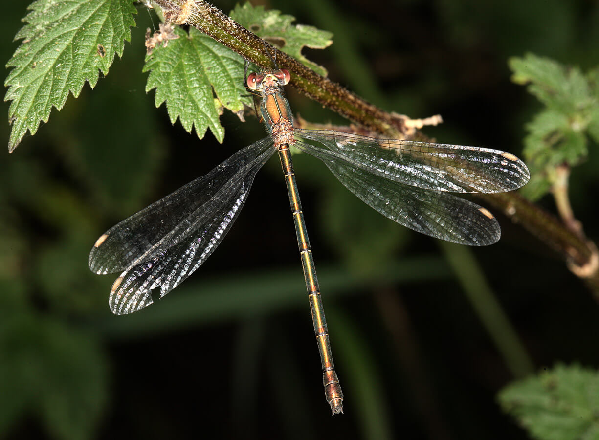 Female Wilow Emerald Damselfly by Val Perrin